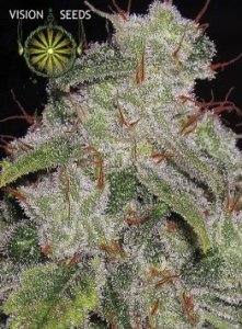(Bild für) Northern Light Auto fem