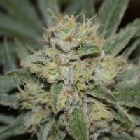 (Bild für) Northern Lights Autoflower fem