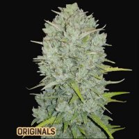 (Bild für) Northern Lights Auto fem
