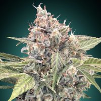 (Bild für) Northern Lights CBD fem