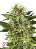 (Bild für) Northern Light fem