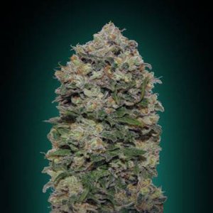 (Bild für) Northern Light\'s fem