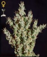 (Bild für) Northern Lights #5 x Haze Mist female