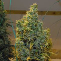 (Bild für) NL5 x Haze
