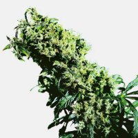 (Bild für) Northern Lights #5 x Haze