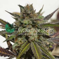(Bild für) Northern Light x Skunk