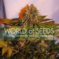 (Bild für) Northern Light x Big Bud Ryder