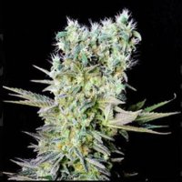 (Bild für) Northen Lights X female