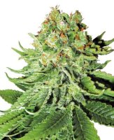 (Bild für) Northern Lights Automatic fem