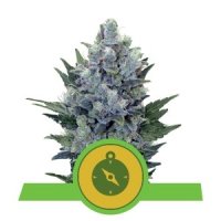 (Bild für) Northern Light Auto feminized