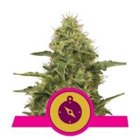 (Bild für) Northern Light feminized