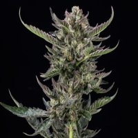 (Bild für) Notorious THC