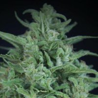 (Bild für) Novarine THCV:THC female