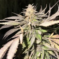 (Bild für) Numruz Kush