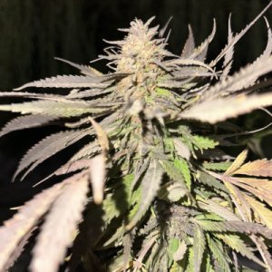 (Bild für) Numruz Kush
