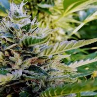 (Bild für) Nuttea Haze