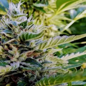 (Bild für) Nuttea Haze