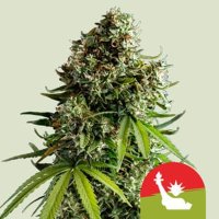 (Bild für) NYC Sour D Auto – Mike Tyson feminized
