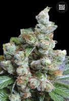 (Bild für) NYC Diesel aka NBA Diesel female
