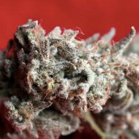 (Bild für) O Haze Red