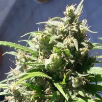 (Bild für) Oaxaca A5 Haze