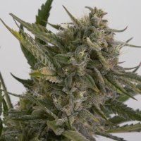 (Bild für) OG Kush Autoflower fem