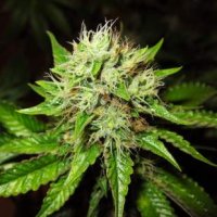 (Bild für) OG Kush Auto