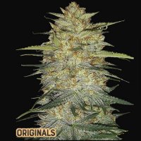 (Bild für) OG Kush Auto fem