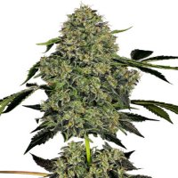 (Bild für) OG Kush Auto fem