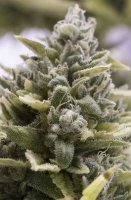 (Bild für) OG Kush Auto