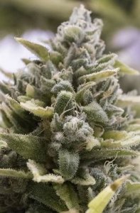 (Bild für) OG Kush Auto