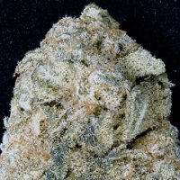 (Bild für) Don OG Kush