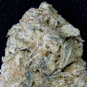 (Bild für) Don OG Kush