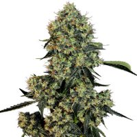 (Bild für) OG Kush fem