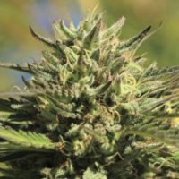 (Bild für) OG Kush