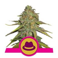 (Bild für) OG Kush feminized