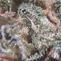 (Bild für) OG Kush