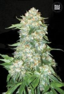 (Bild für) OG Kush female