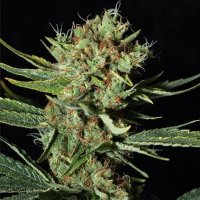 (Bild für) Only CBD fem