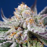 (Bild für) Orange Apricot Glue XL Auto fem