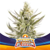(Bild für) Orange Blossom XXL Auto
