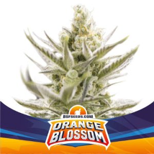 (Bild für) Orange Blossom XXL Auto
