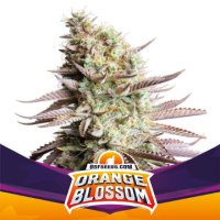 (Bild für) Orange Blossom