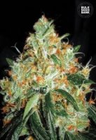 (Bild für) Original Orange Bud female