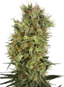 (Bild für) California Orange Bud