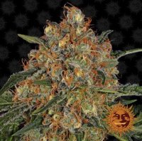 (Bild für) Orange Sherbert