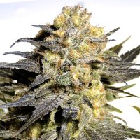 (Bild für) Orange Sherbet Autoflower fem