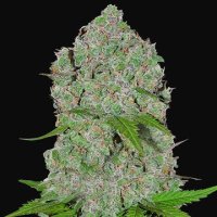 (Bild für) Orange Sherbet Auto