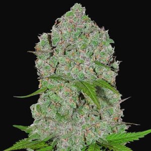 (Bild für) Orange Sherbet Auto
