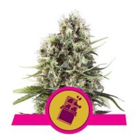 (Bild für) Chocolate Haze feminized